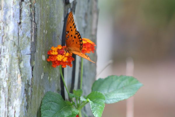 Butterfly on Lantana thumbnail