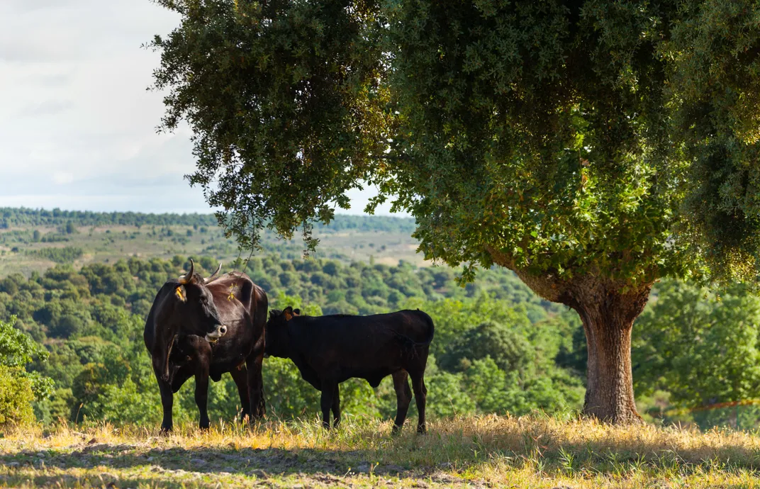 Campanarios de Azaba Biological Reserve, Salamanca, Castilla y Leon, Spain