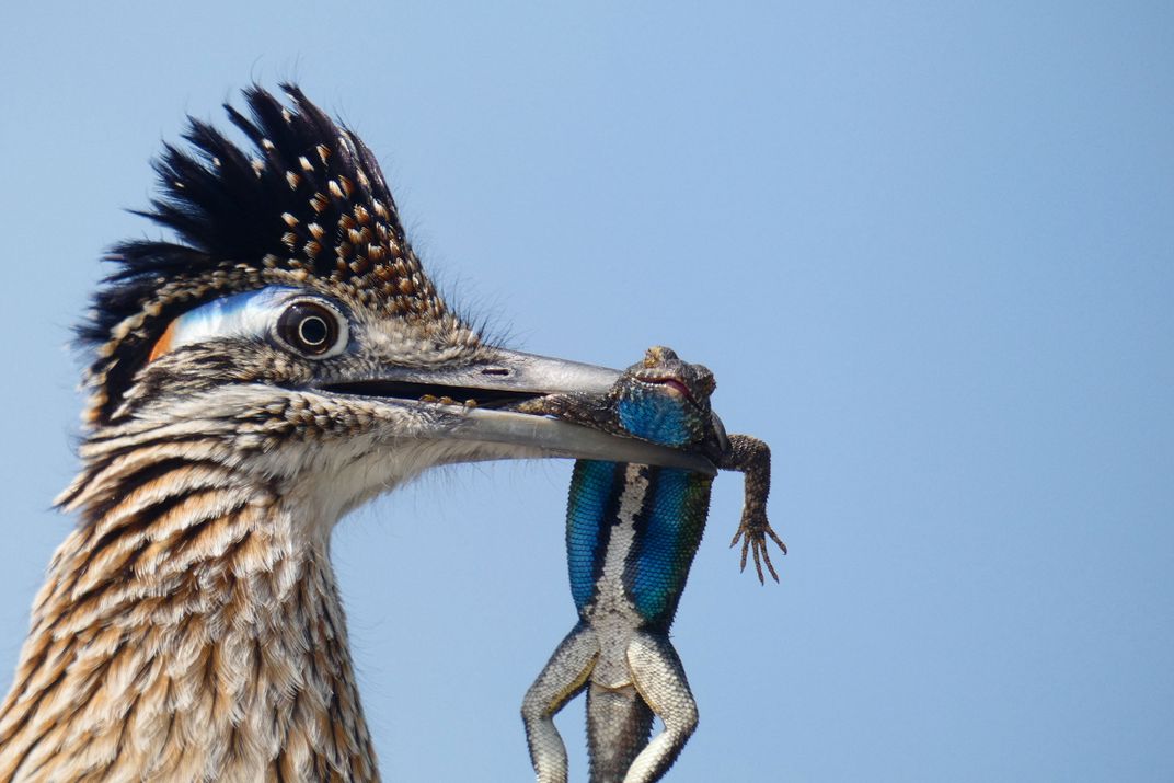 A Greater Roadrunner clutches a giant lizard with blue stripes in its beak