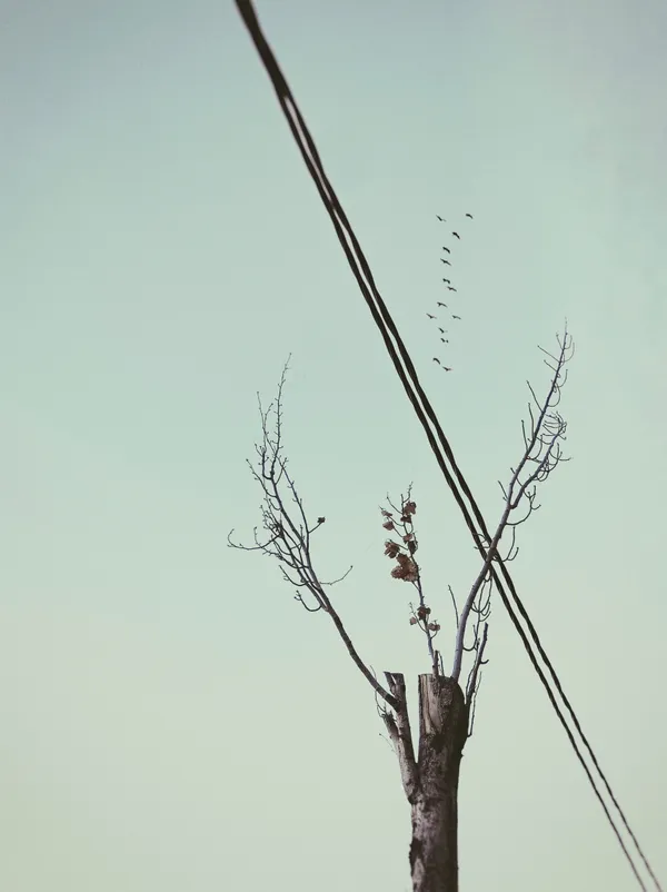 Let your imagination fly thumbnail