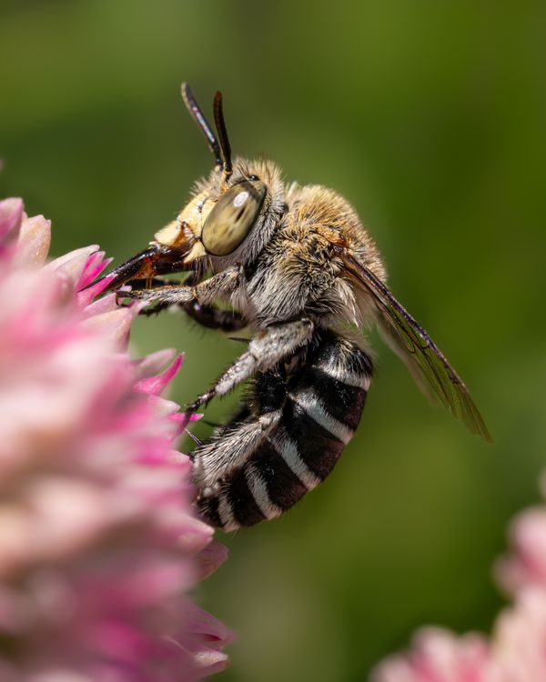 A blue-banded bee drinking nectar thumbnail