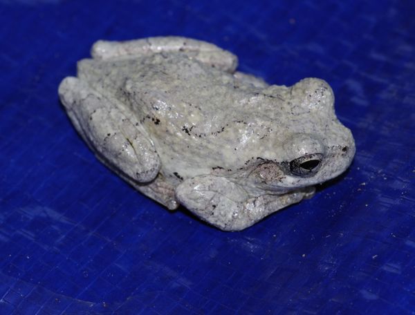 A small Gray Frog sitting on a blue tarp. thumbnail