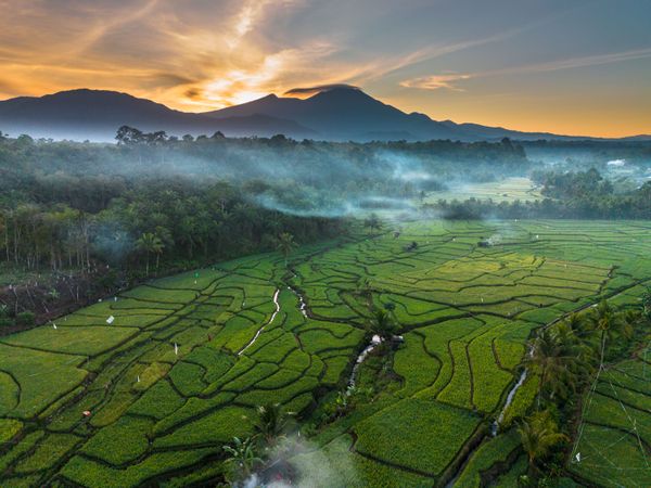 morning panorama of green rice fields thumbnail
