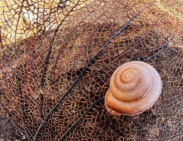 A Snail's Pace thumbnail