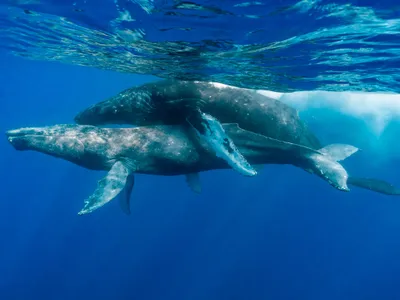 Maui-based photographers Lyle Krannichfeld and Brandi Romano spent about 30 minutes observing and photographing two male humpback whales on January 19, 2022.