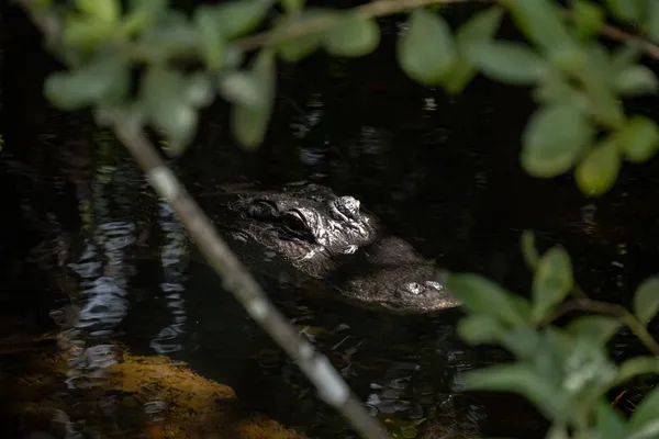 Resident of the Cypress thumbnail