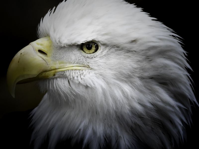 America's symbol. The Bald Eagle  Smithsonian Photo Contest