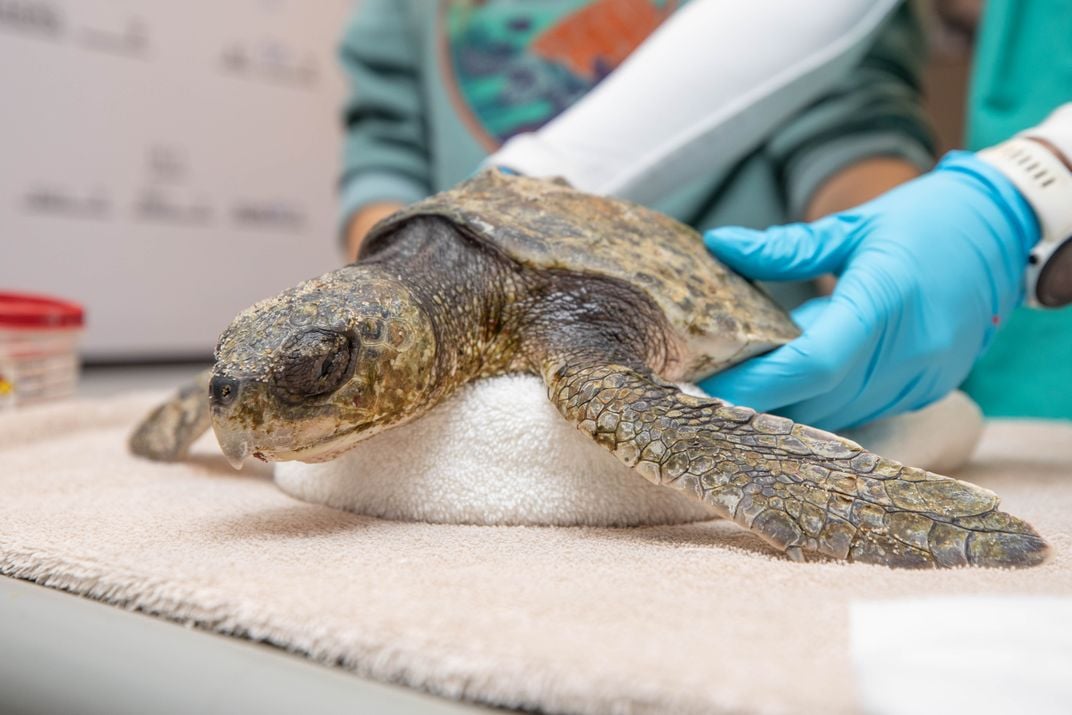 A sea turtle being treated at the New England Aquarium hospital