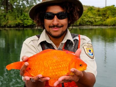 Goldfish, as voracious eaters, will devour snails, small insects, fish eggs, and young fish, out-competing native fish. They can also grow over a foot long outside in the wild. (Pictured: A 14-inch goldfish removed by the U.S. Fish and Wildlife Service from the Niagara River that flows north from Lake Erie to Lake Ontario)