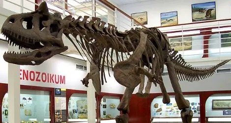 The skeleton of Carnotaurus at the Chlupáč Museum in Prague