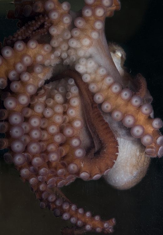 octopus2.jpg