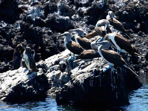 Blue footed booby