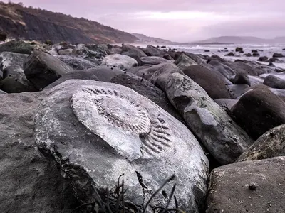As erosion reshapes England’s Jurassic Coast, ancient fossils are revealed.