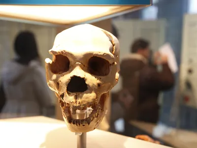 A Neanderthal skull on display at the Natural History Museum, London. Many modern humans have inherited around 1 to 2 percent of their DNA from Neanderthals and their close relatives, Denisovans.