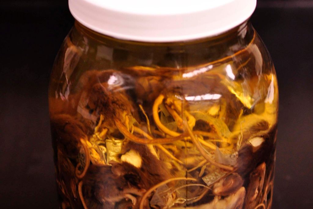 Jenks' Mice in a Jar