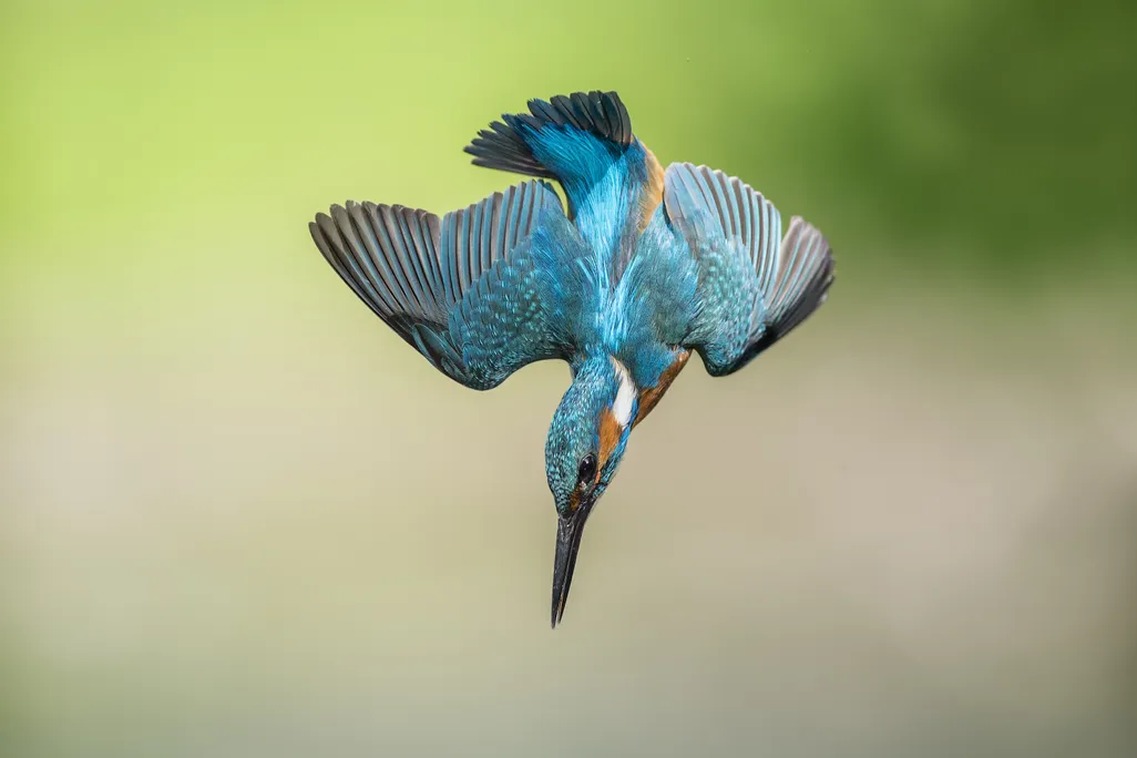 Colorful bird diving
