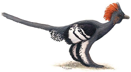 Anchiornis huxleyi