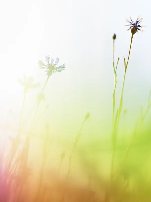 Wildflowers 1 (Emden, Germany) thumbnail