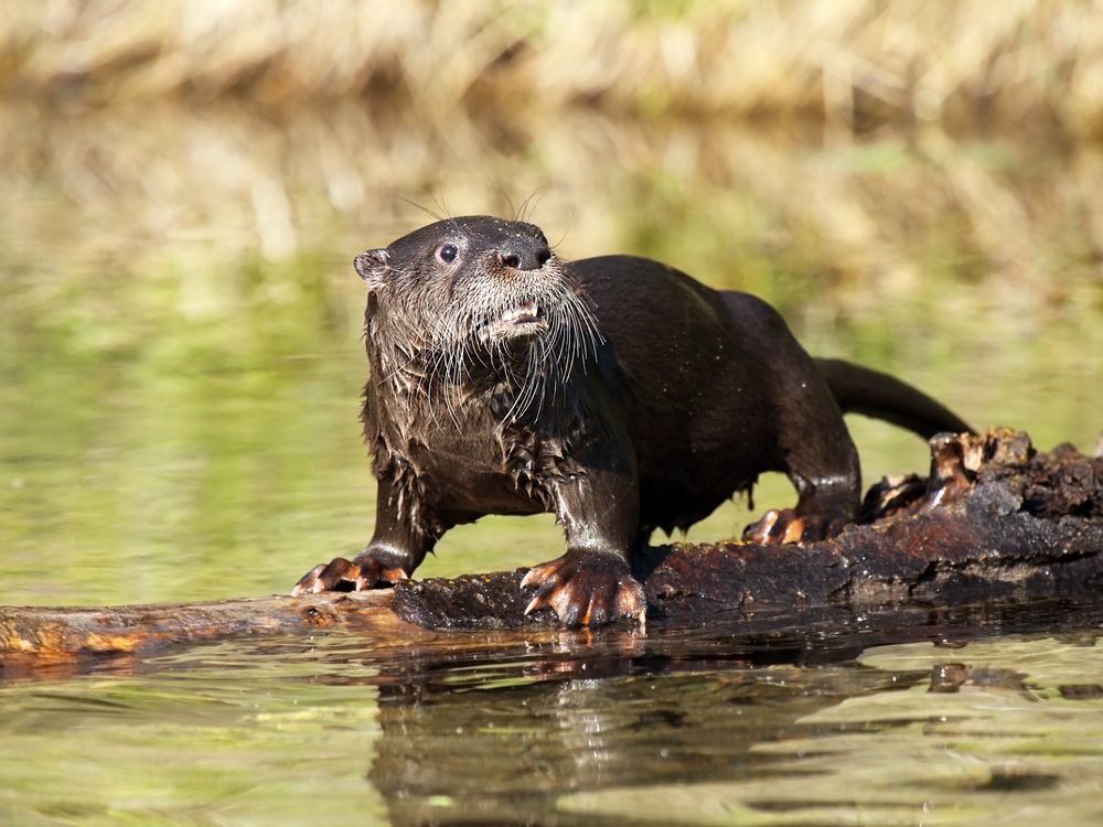 River Otter in a pond. Smithsonian Photo Contest Smithsonian Magazine