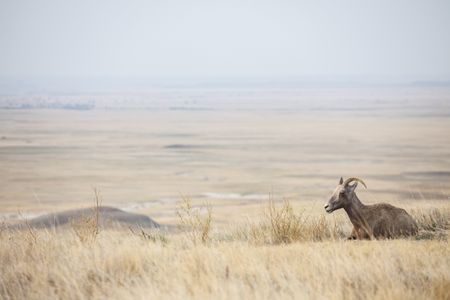 Fauna on the plains of Badlands Wilderness Area