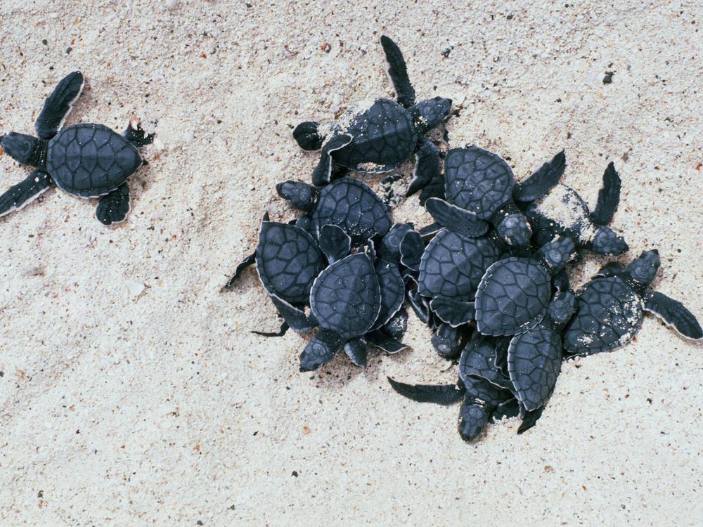 turtles 