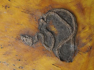 A newly described python species named Messelopython freyi. The 47-million-year-old specimen is the world’s oldest known fossil record of a python.
