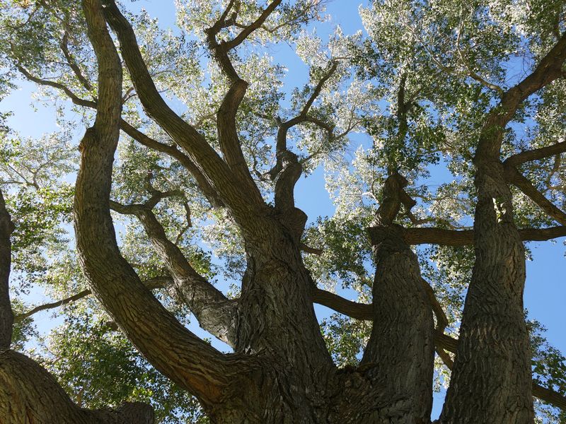 Cottonwood Tree Branches Smithsonian Photo Contest Smithsonian Magazine