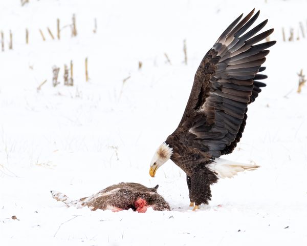 A bald Eagle feeding on a whitetail deer. thumbnail