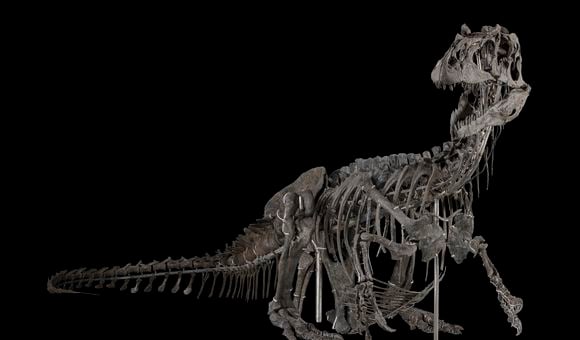 nmnh2018_allosaurus_fragilis_usnm4734_002.jpg