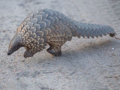 Of eight species of pangolin, three are considered critically endangered.