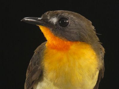 After discovering a new species of bird, research ornithologist Brian Schmidt made sure to give it a proper name: "stout bird that bears a flam-colored throat."