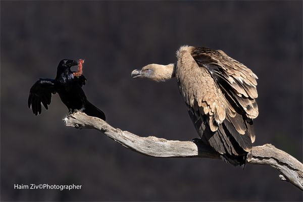 Gyps (Vulture) VS Raven. thumbnail