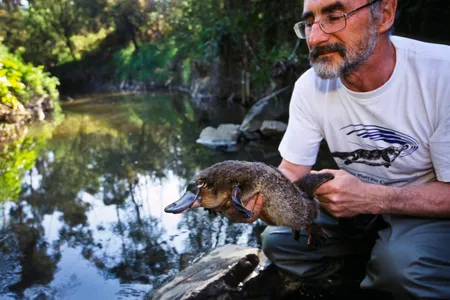 Humans and other animals share large amounts of genetic material, making geneticists rethink the traditional notion of inheritance.