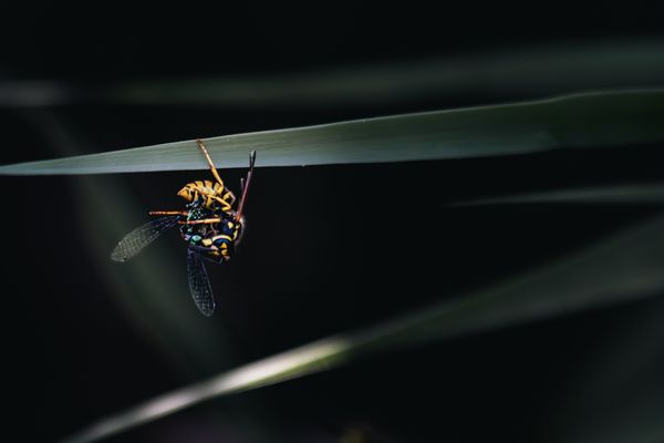 Wasp feeding on dragonfly thumbnail