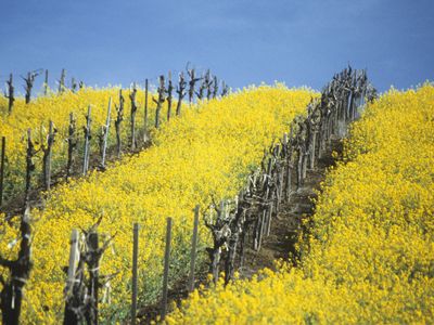 The Napa Valley may be beautiful, but its fertile soil is a double-edged sword.