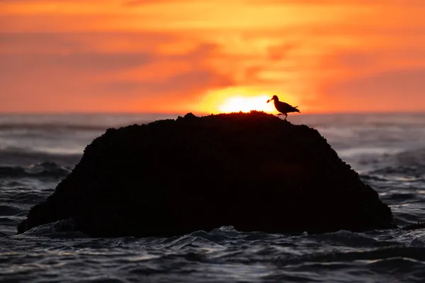 Black Oystercatcher with an Oyster thumbnail