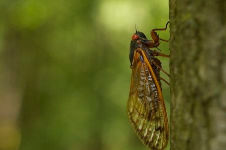 A Brood XIV cicada in 2008, the last time this group of the insects emerged