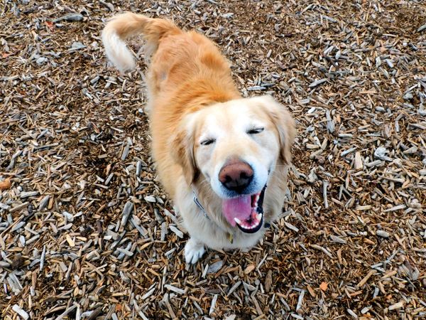 Golden Retriever With A Beautiful Smile thumbnail
