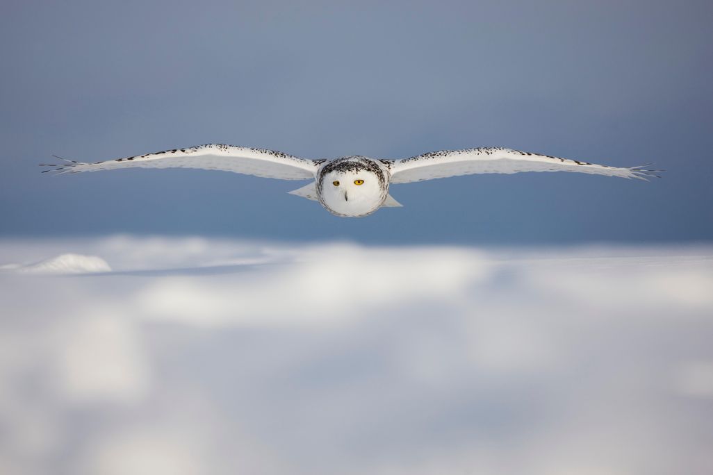 Snowy Owl