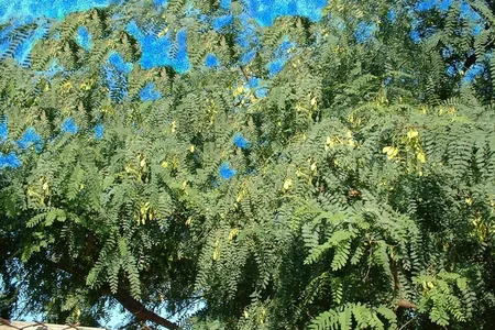 Microsoft Paint has been used to draw or alter art both simple and complex, such as this photo of a tree