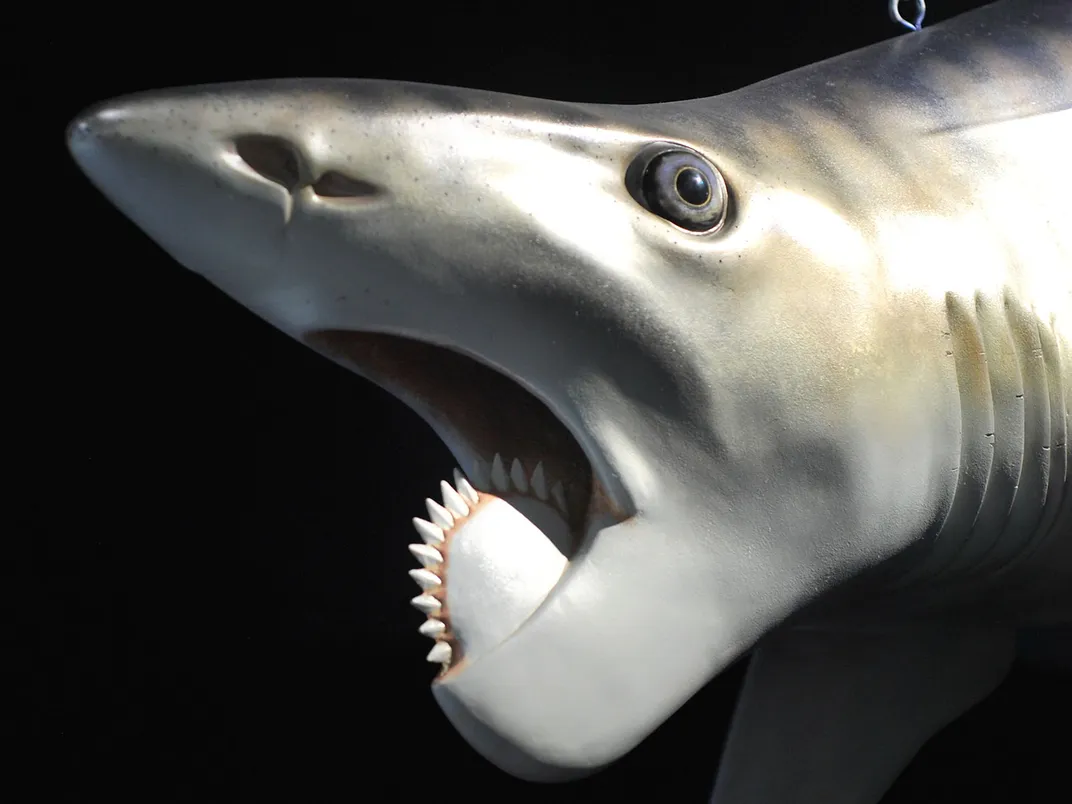 Helicoprion