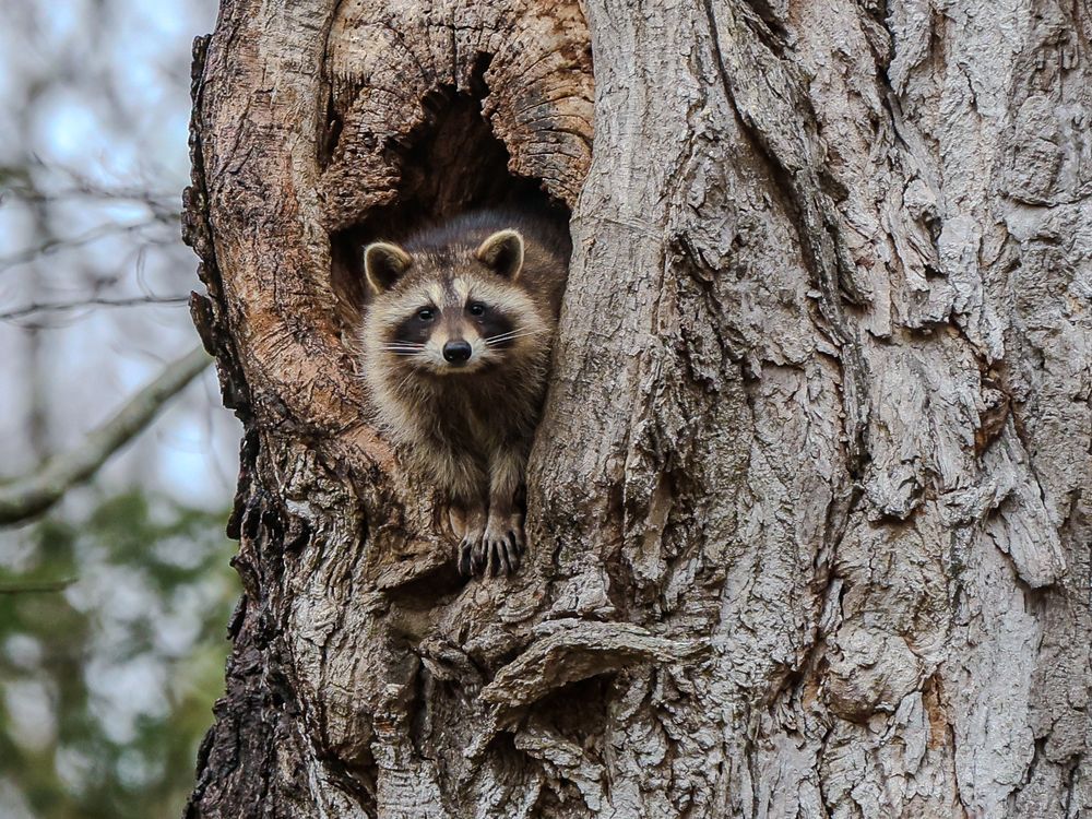 Racoon in Tree | Smithsonian Photo Contest | Smithsonian Magazine