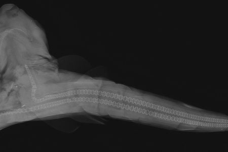 Two-headed smooth-hound (Mustelus)