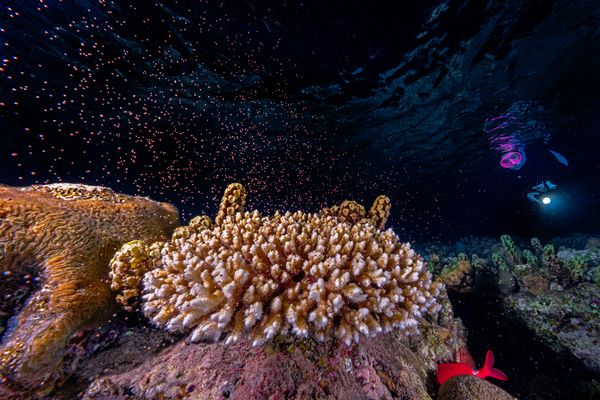 Chasing coral spawning in the Red Sea thumbnail