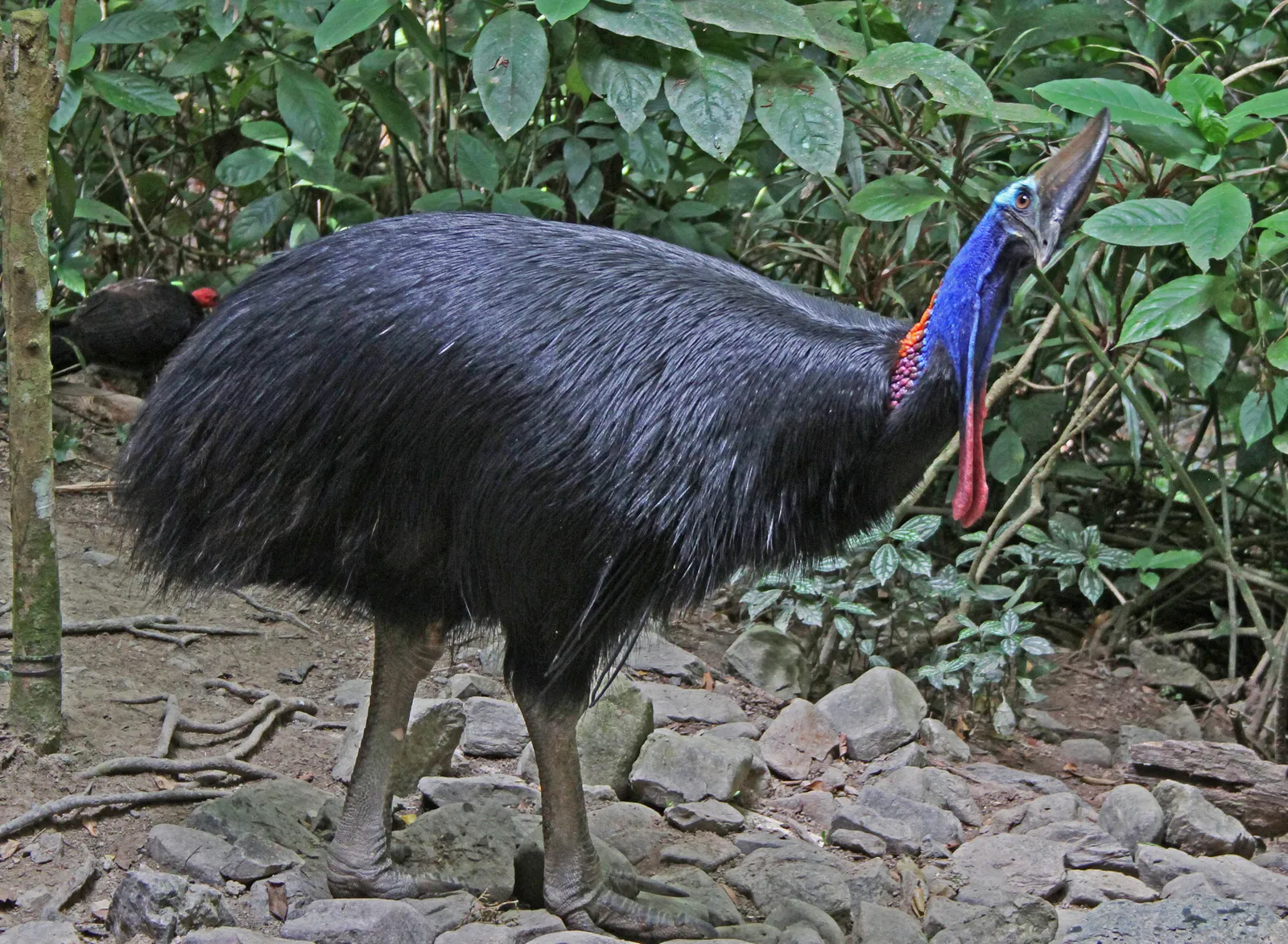 Five Fascinating Facts About the Amazing Cassowary | Smart News|  Smithsonian Magazine