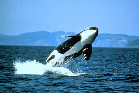 No calves have been born over the past three years, and the current orca population is only 75
