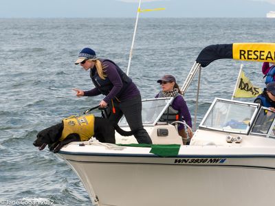 Trainer Liz Seely and Tucker head out to search for scat on a research boat.