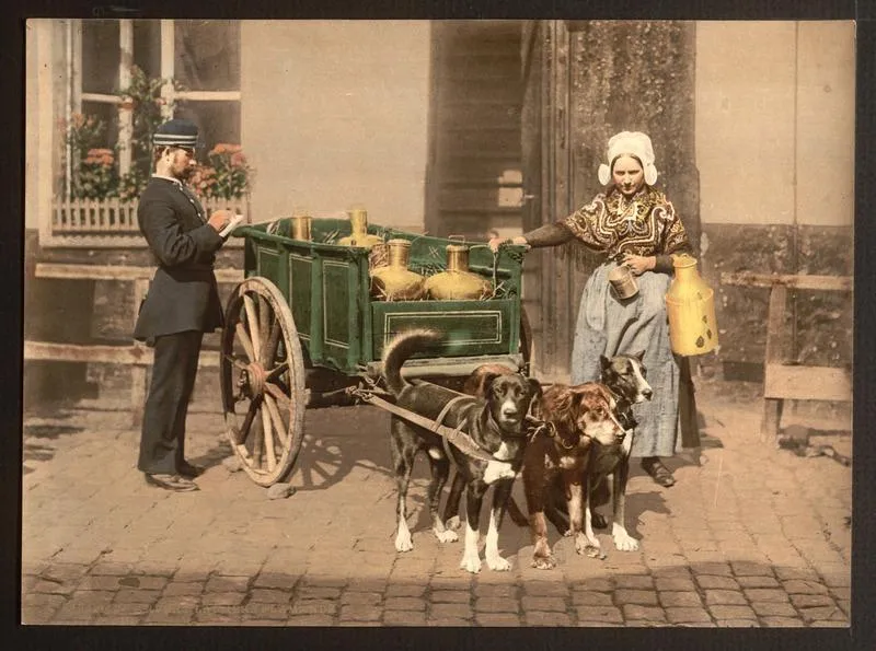 milk cart pulled by dogs