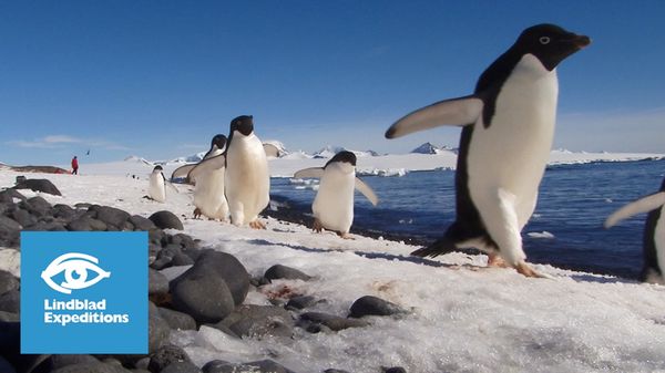 Preview thumbnail for Sponsored Video: Antarctica: Discover the Difference