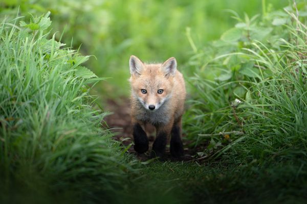 A fox kit steps out of the bushes thumbnail